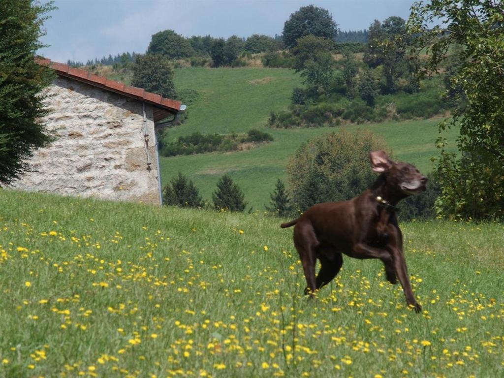Chateau Des Marcilly Talaru * Chalmazel-Jeansagniere